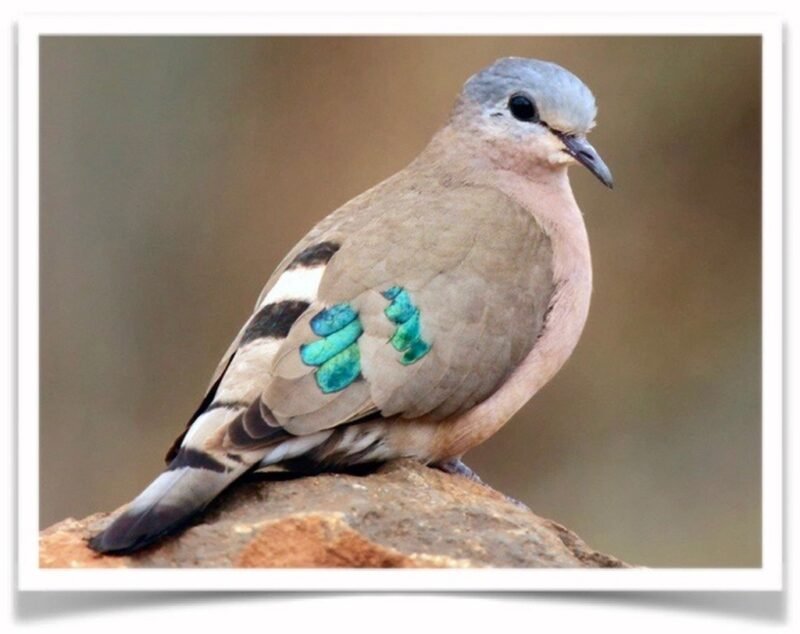 Buy Emerald Spotted Dove Online