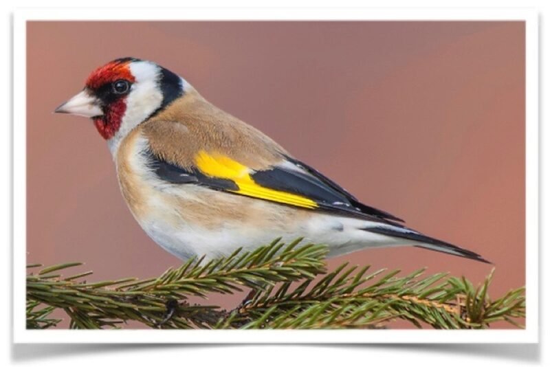 Buy Goldfinch - European Online - Image 2
