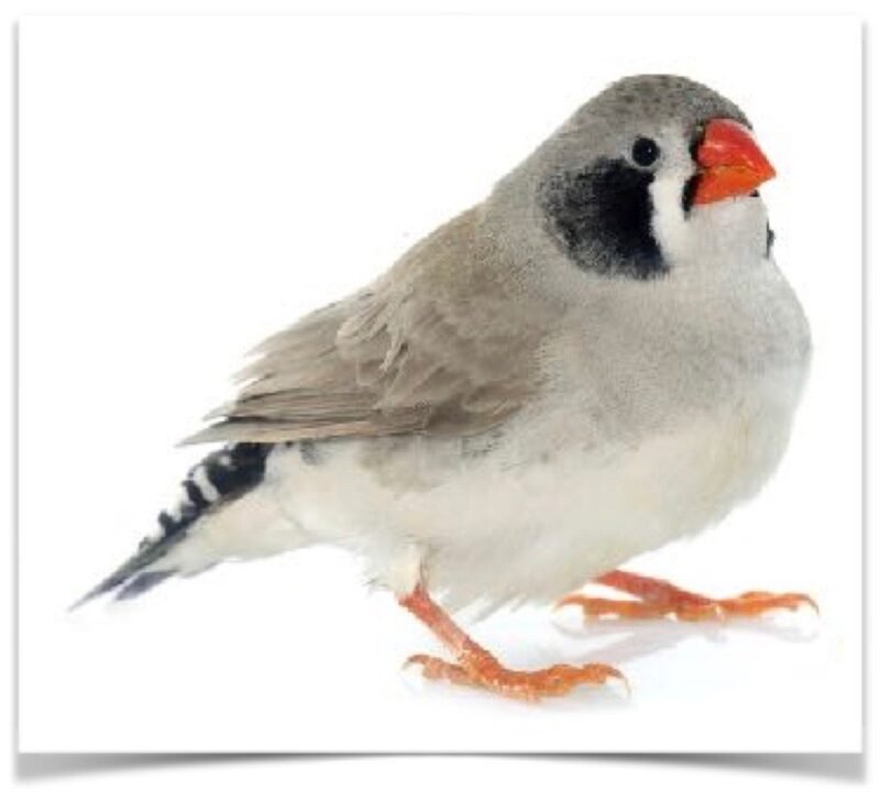 Buy Zebra Finch - Black Cheek Online