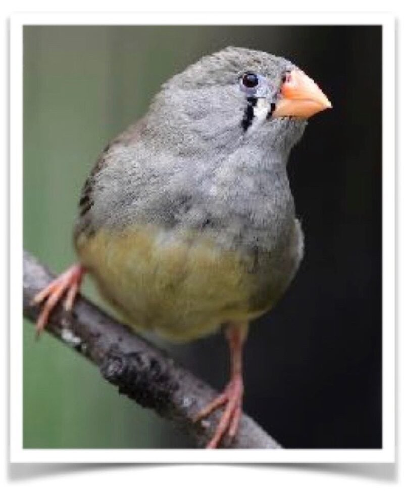 Buy English Zebra Finch - Normal Online - Image 2