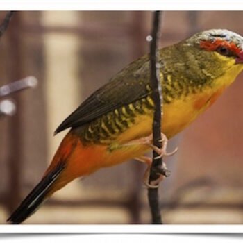 Buy Gold Breasted Waxbill (FEMALE ONLY) Online