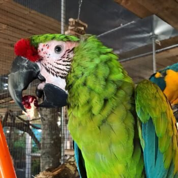 Great green macaw