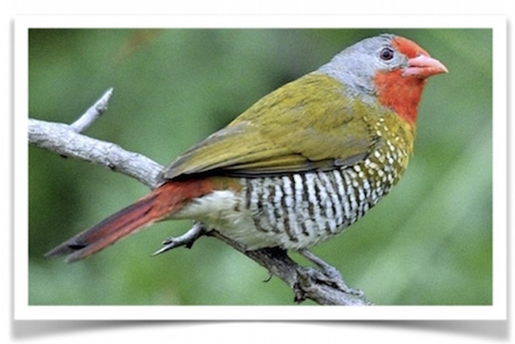 Buy Green-Winged Pytilia (Melba Finch) Online