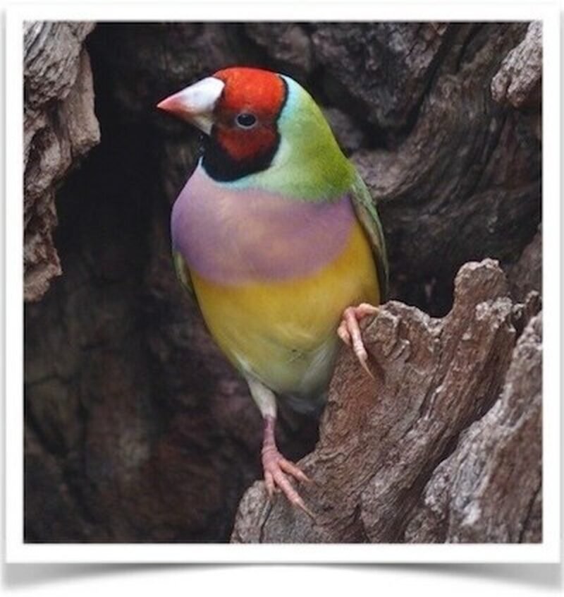 Buy Lady Gouldian Green Back Normal (BLACK HEAD MALE ONLY) Online - Image 4