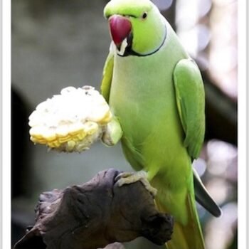 Buy Green Indian Ringneck Parakeet Online - Image 3