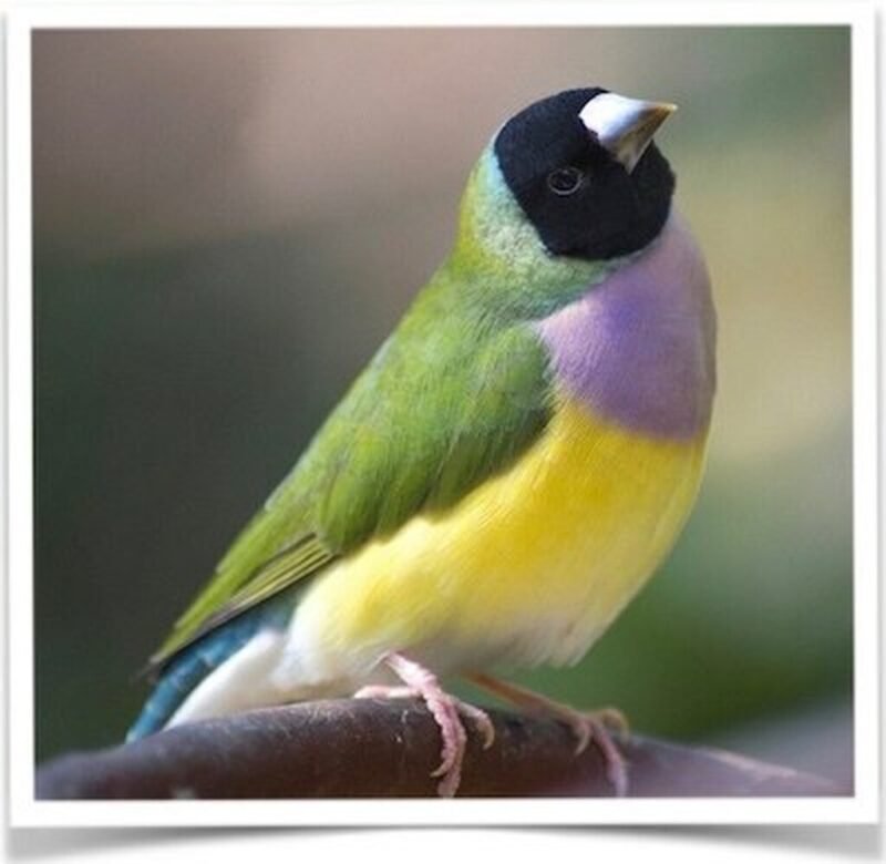 Buy Lady Gouldian Green Back Normal (BLACK HEAD MALE ONLY) Online - Image 3