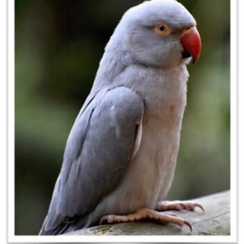Buy Grey Indian Ringneck Parakeet Online - Image 2