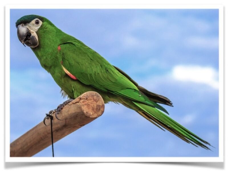 Buy Hahn's Macaw Online