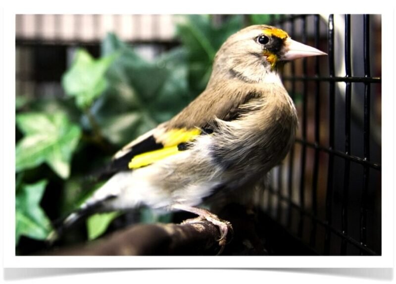 Buy Himalayan Goldfinch Online