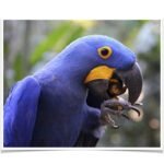 Buy Hyacinth Macaw Online