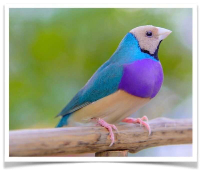 Buy Lady Gouldian Finch - Blue-back Online - Image 4