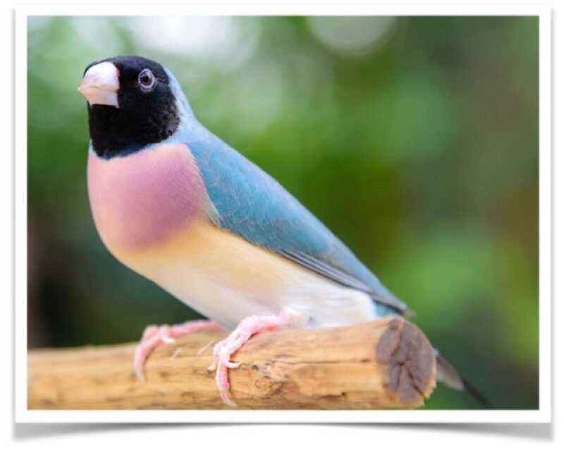 Buy Lady Gouldian Finch - Blue-back Online - Image 3