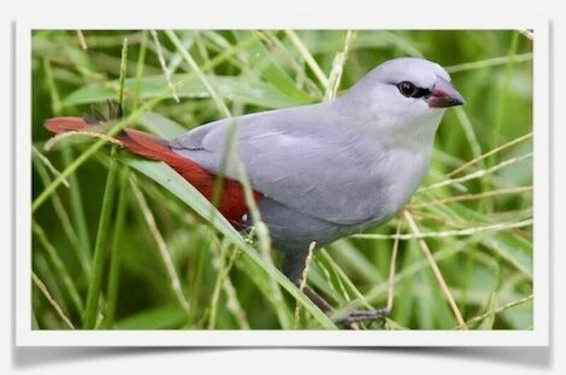 Buy Lavender Waxbill Online
