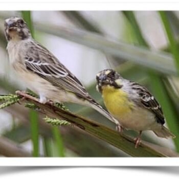 Buy Lemon Breasted Canary Online