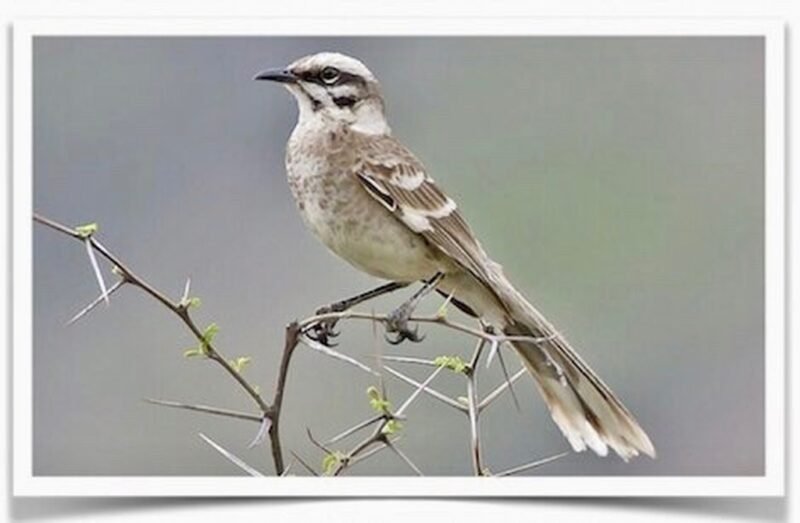Buy Long-Tailed Mockingbird Online