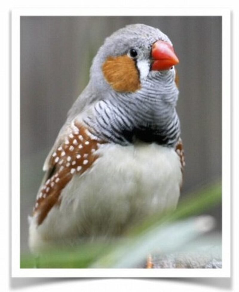 Buy English Zebra Finch - Normal Online
