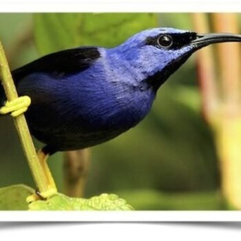 Buy Purple Honeycreeper Online