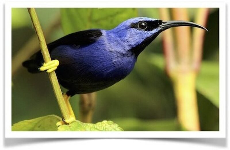 Buy Purple Honeycreeper Online