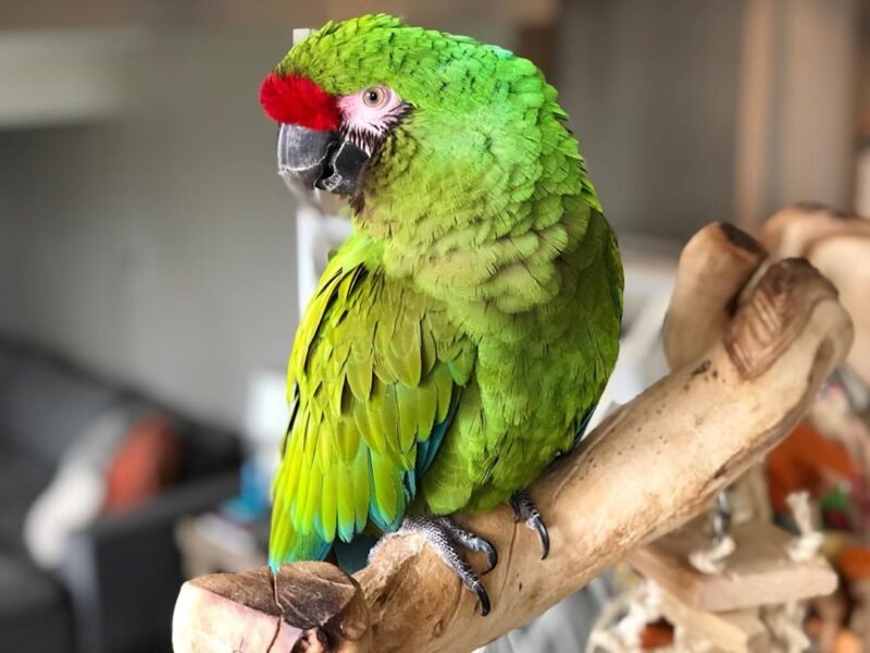 Military macaw