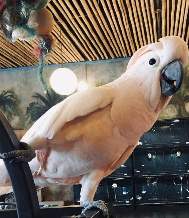 Moluccan Cockatoo