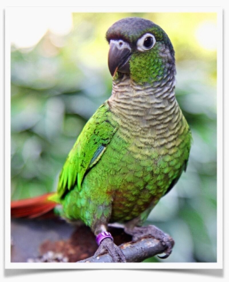 Buy Green Cheek Conure Normal Online