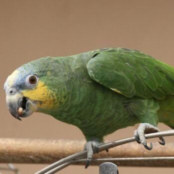ORANGE WINGED AMAZON FOR SALE