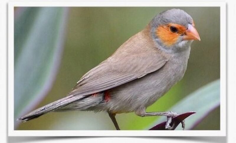 Buy Orange-Cheeked Waxbill Online