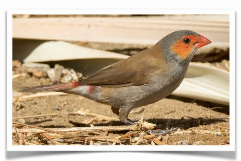 Buy Orange-Cheeked Waxbill Online - Image 2