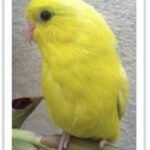 Buy American Yellow/White Parrotlet (Female Only) Online
