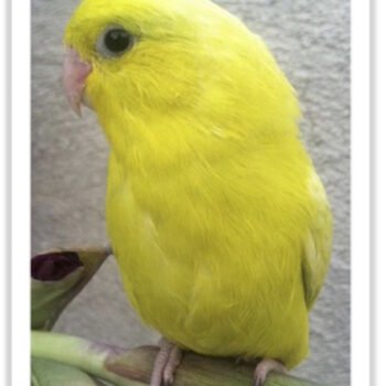Buy American Yellow/White Parrotlet (Female Only) Online
