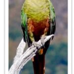 Buy Patagonian Conure (Burrowing Parrot) Online