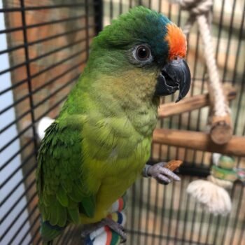 osmaer's Eclectus