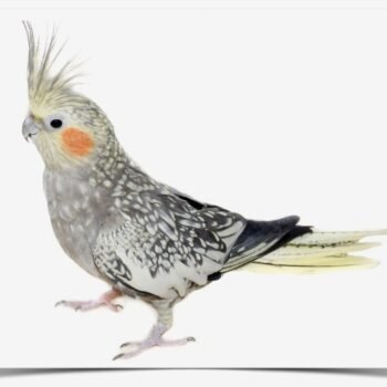 Buy Cockatiel - Pearl Online