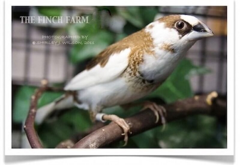 Buy Pied Society Finch Online