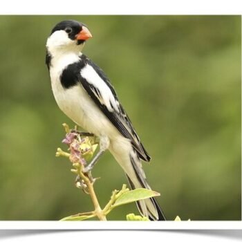 Buy Pin-tailed Whydah Online - Image 2