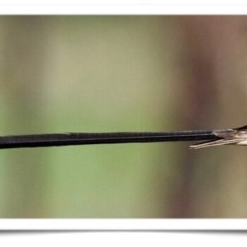 Buy Pin-tailed Whydah Online - Image 4