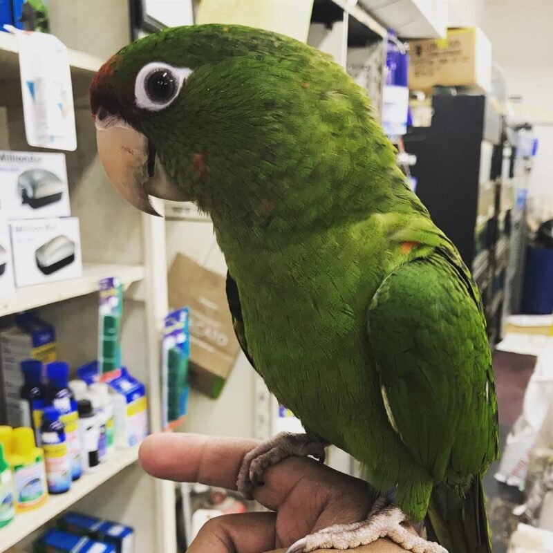 Puerto Rican amazon