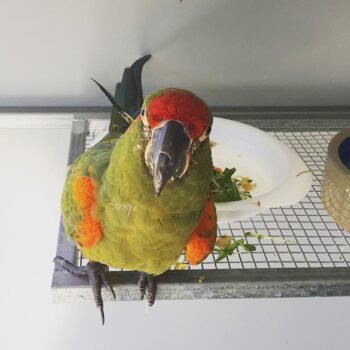 Red-fronted macaw