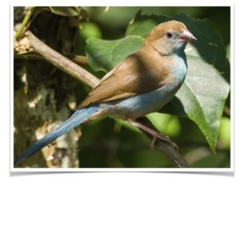 Buy Red Cheeked Cordon Bleu Finch Online