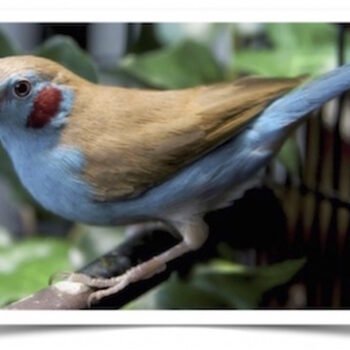 Buy Red Cheeked Cordon Bleu Finch Online - Image 2