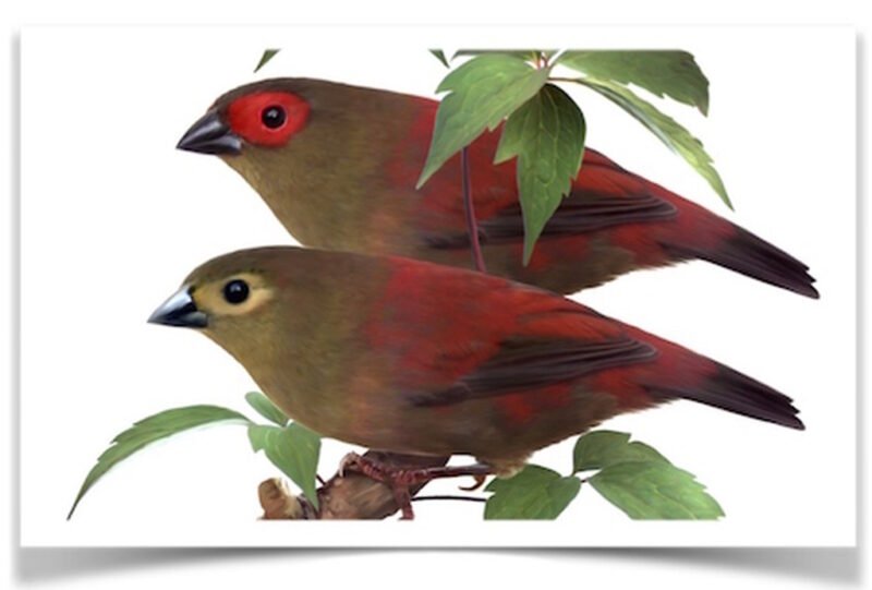 Buy Red-faced Crimsonwing Online - Image 2