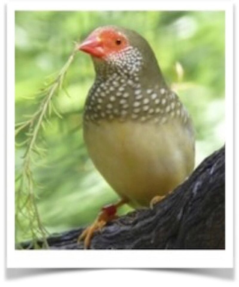 Buy Red-Faced Star Finch Online - Image 2