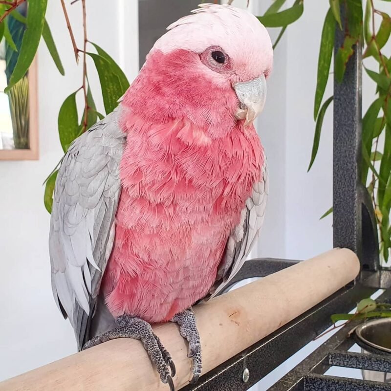 Rose-Breasted Cockatoo