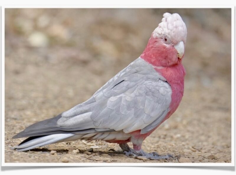 Buy Rose Breasted Cockatoo Online