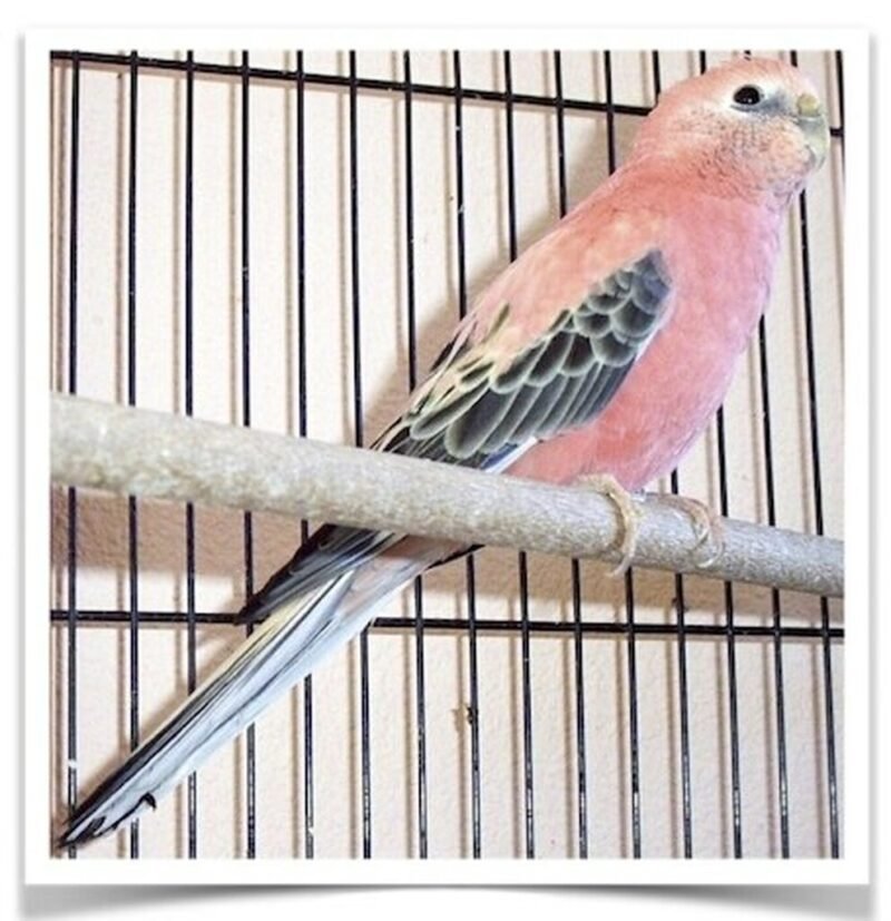 Buy Rosy Bourke's Parakeets Online