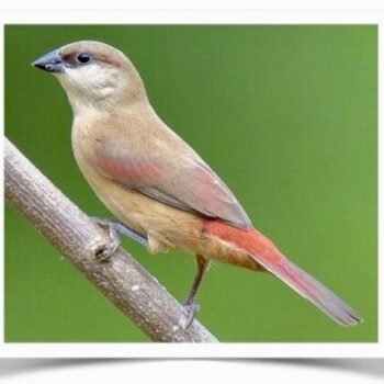 Buy Rosy-rumped Waxbill Online