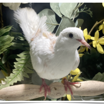 Buy Pied Silkie Dove Online