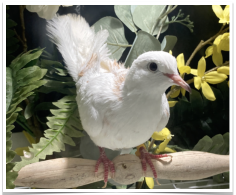 Buy Pied Silkie Dove Online