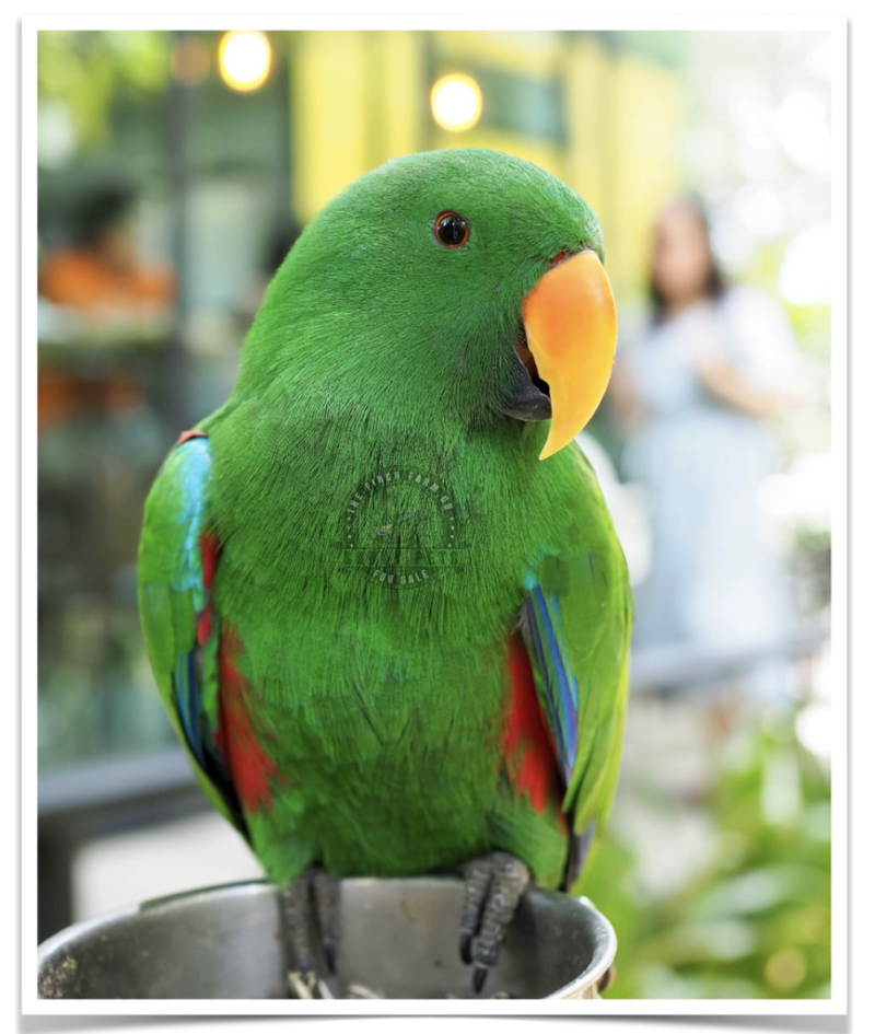 Buy Eclectus  Online - Image 3