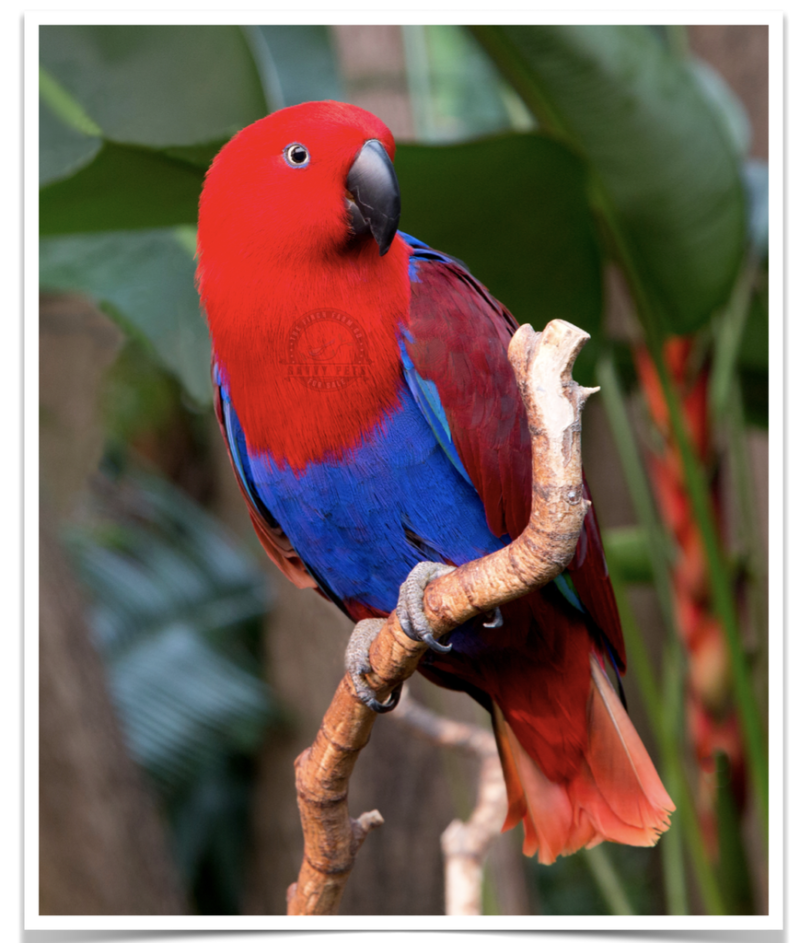 Buy Eclectus  Online - Image 4